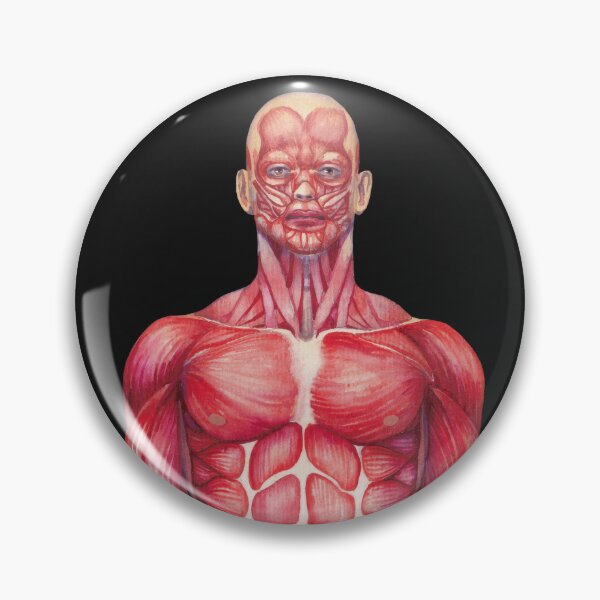Item preview, Watercolor male muscular system designed and sold by Ekaterina Glazkova.