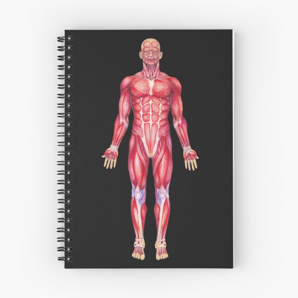 Item preview, Watercolor male muscular system designed and sold by Ekaterina Glazkova.