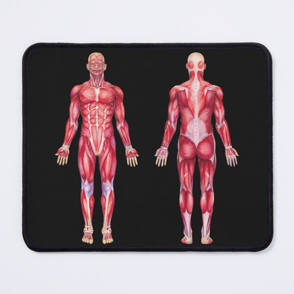 Item preview, Watercolor male muscular system designed and sold by Ekaterina Glazkova.