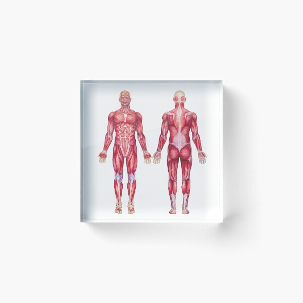 Item preview, Watercolor male muscular system designed and sold by Ekaterina Glazkova.