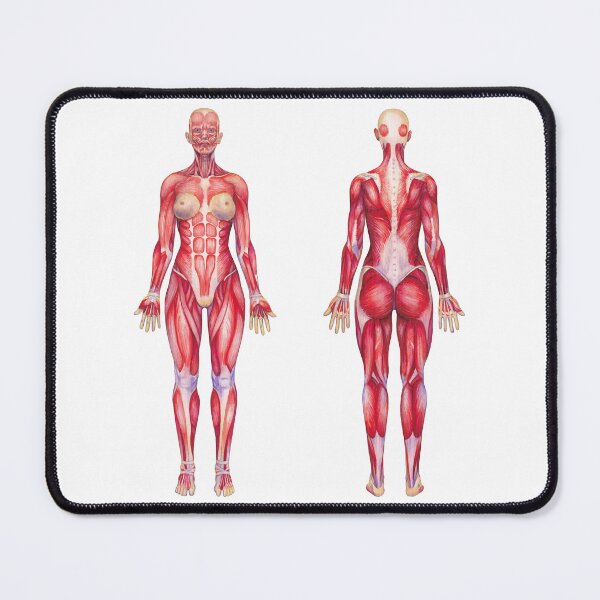 Item preview, Female watercolor muscular system designed and sold by Ekaterina Glazkova.