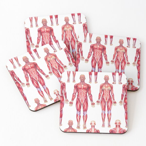 Item preview, Watercolor views male and female muscular systems designed and sold by Ekaterina Glazkova.