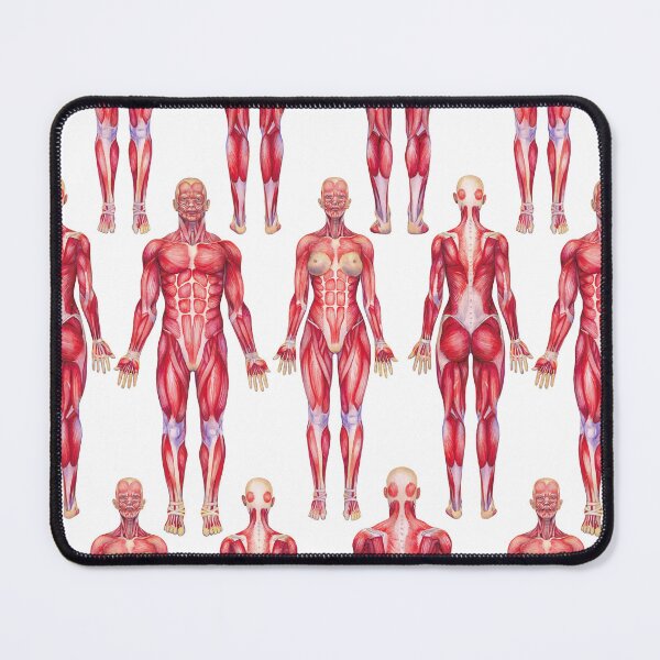 Item preview, Watercolor views male and female muscular systems designed and sold by Ekaterina Glazkova.