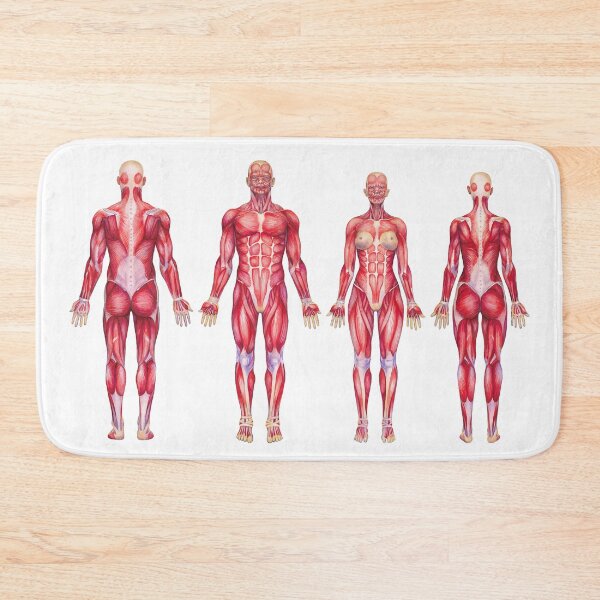 Item preview, Watercolor views male and female muscular systems designed and sold by Ekaterina Glazkova.