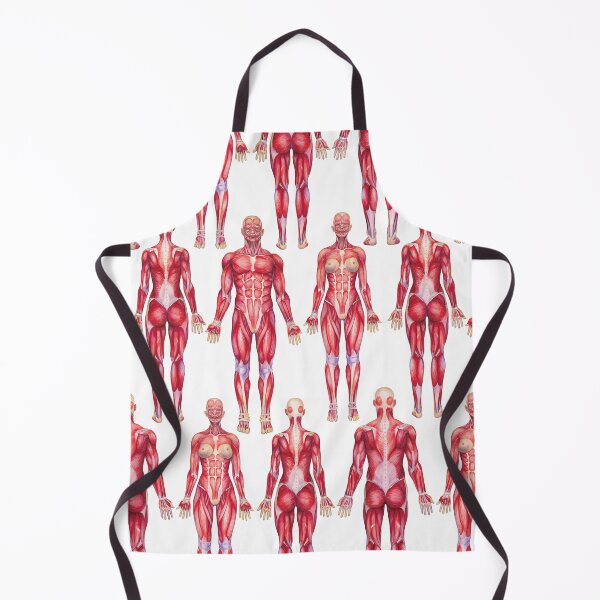 Item preview, Watercolor views male and female muscular systems designed and sold by Ekaterina Glazkova.