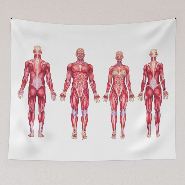 Item preview, Watercolor views male and female muscular systems designed and sold by Ekaterina Glazkova.