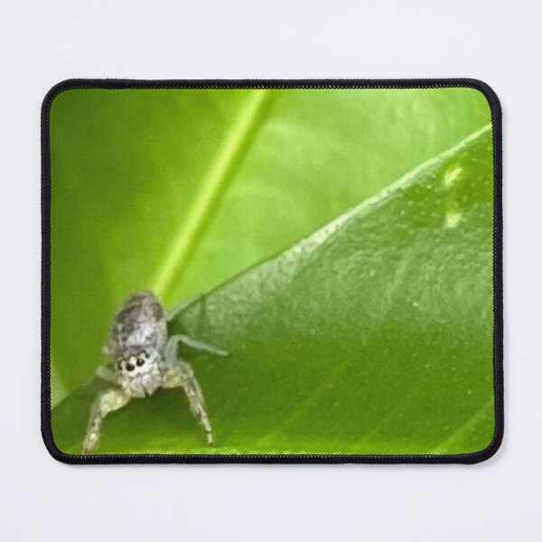 Item preview, Spider in a leaf designed and sold by SpiderStar.