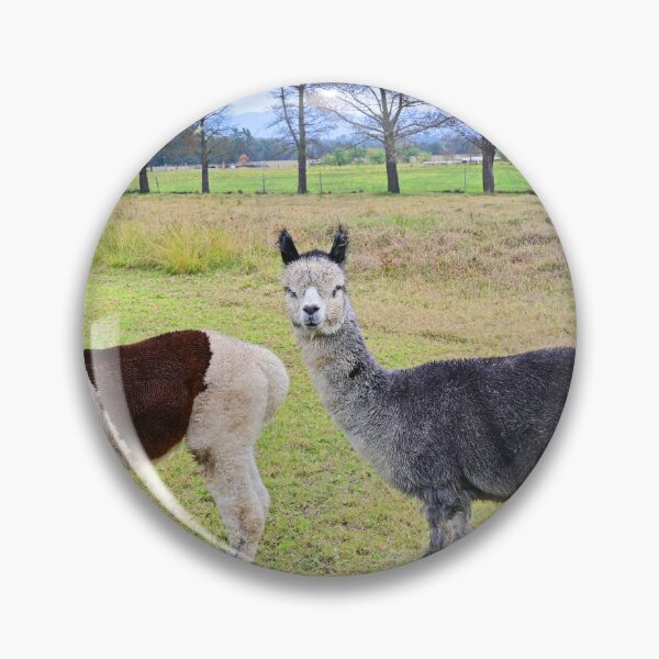 Item preview, Two alpaca's in a paddock designed and sold by Doug Cliff.