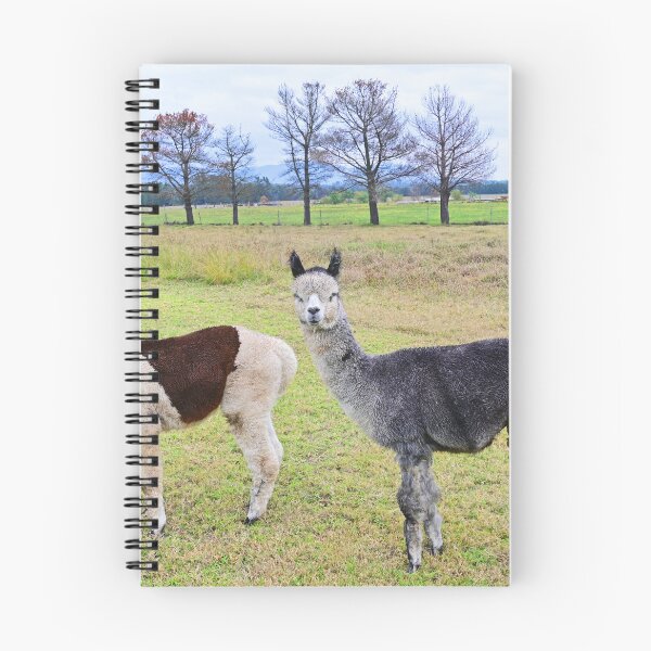 Item preview, Two alpaca's in a paddock designed and sold by Doug Cliff.