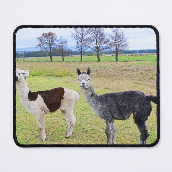 Item preview, Two alpaca's in a paddock designed and sold by Doug Cliff.
