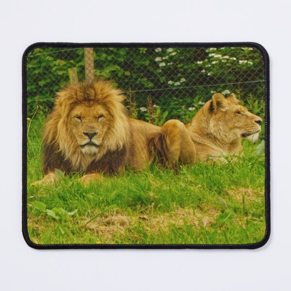 Item preview, Pair of Lions designed and sold by jalfc46.