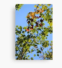 Leaves Canvas Print