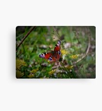 Peacock butterfly Metal Print