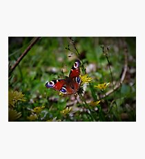 Peacock butterfly Photographic Print