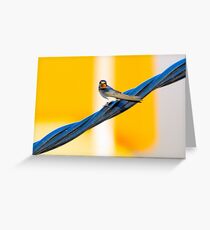 Baby swallow 2 Greeting Card