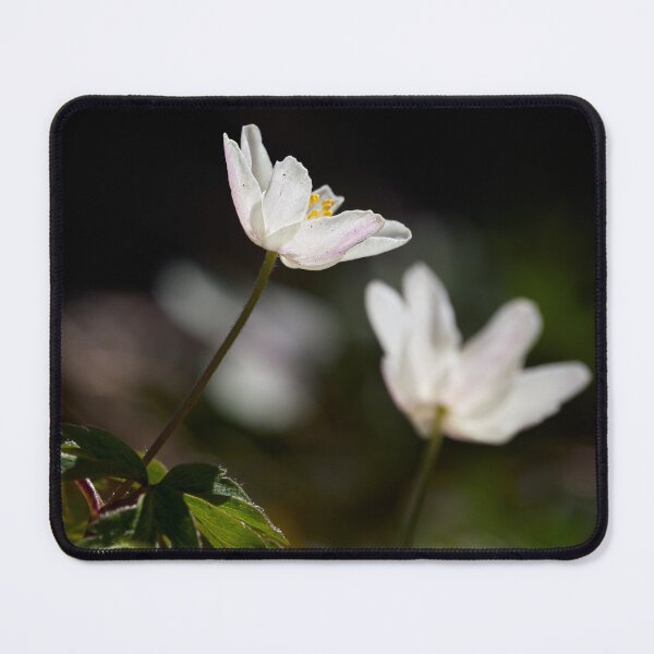 Item preview, Contrast. Wood anemone designed and sold by Jouko Lehto Photography.