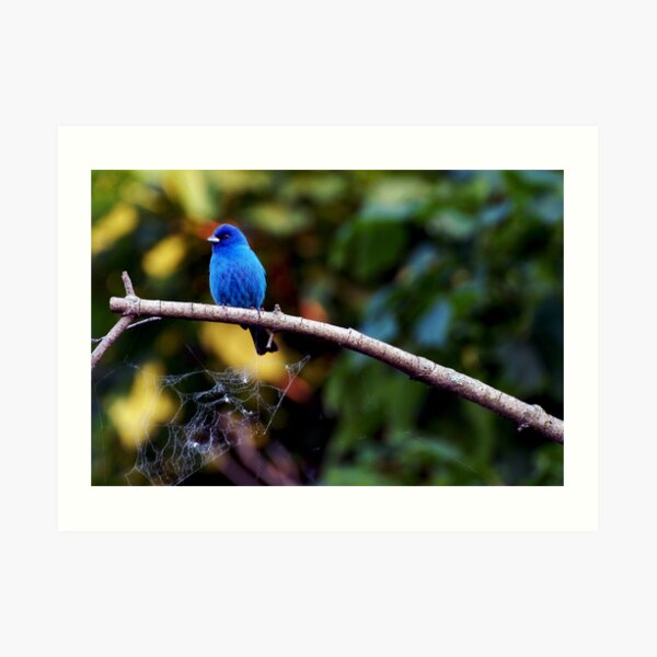 Seeing Blue Art Print