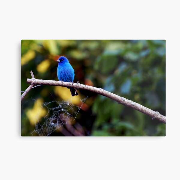 Seeing Blue Metal Print