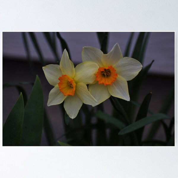 Item preview, Pale yellow beauties designed and sold by mltrue.