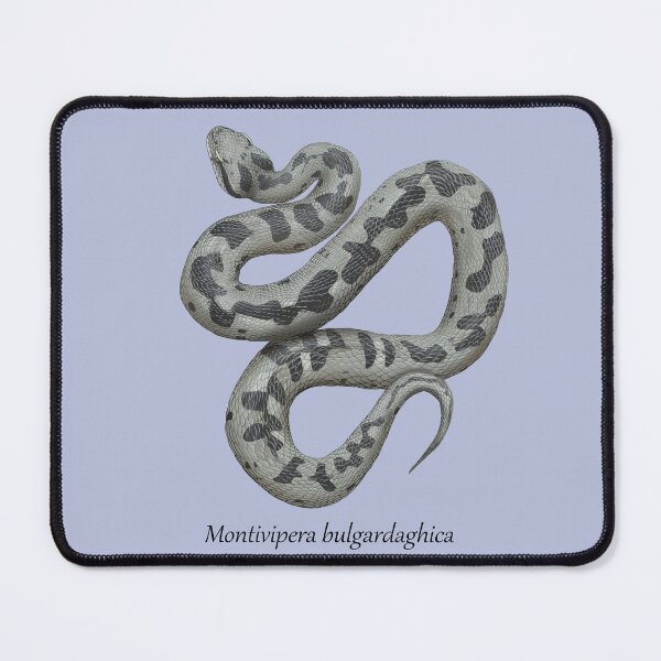 Item preview, Montivipera bulgardaghica - Mount Bulgar Viper designed and sold by ArtByBreah.