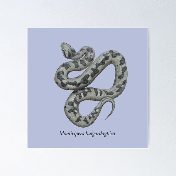 Item preview, Montivipera bulgardaghica - Mount Bulgar Viper designed and sold by ArtByBreah.