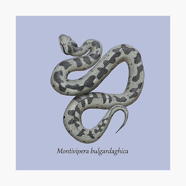 Item preview, Montivipera bulgardaghica - Mount Bulgar Viper designed and sold by ArtByBreah.