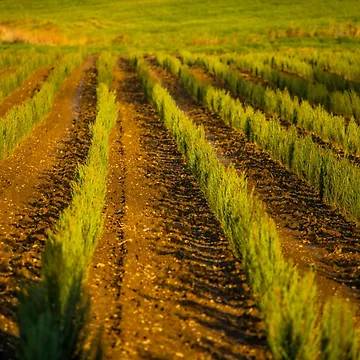 Artwork thumbnail, Evergreen Rows by Chelsea Schermerhorn