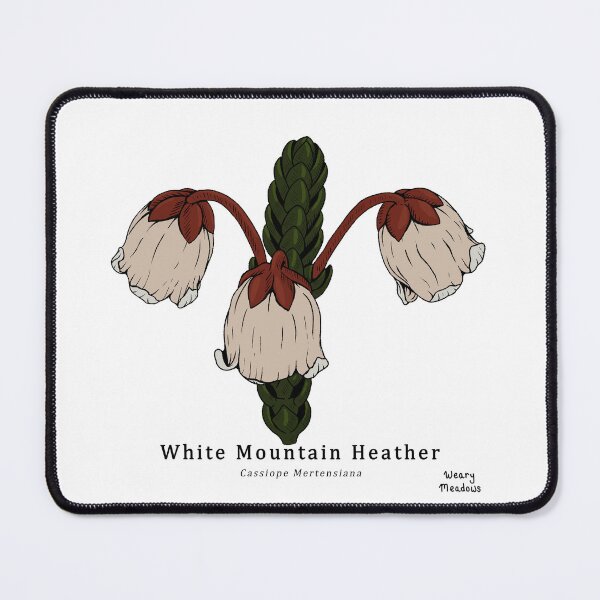 Item preview, White Mountain Heather in Color (cassiope mertensiana) designed and sold by WearyMeadows.