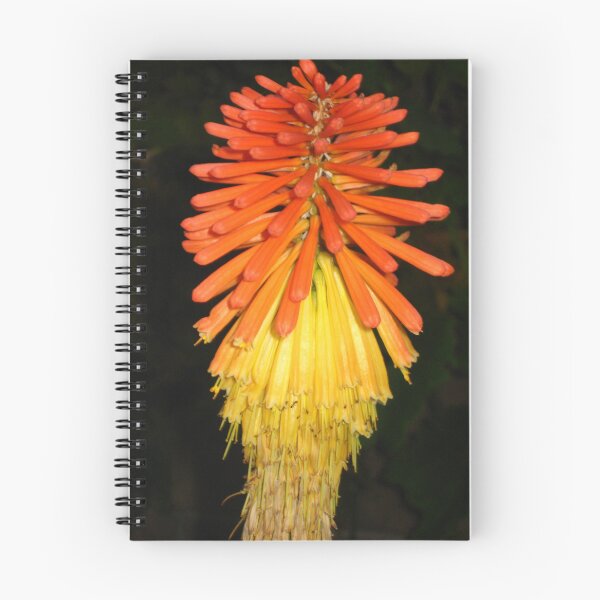 Item preview, Red Hot Poker: a Vibrant Bloom designed and sold by JoyousArt4u.