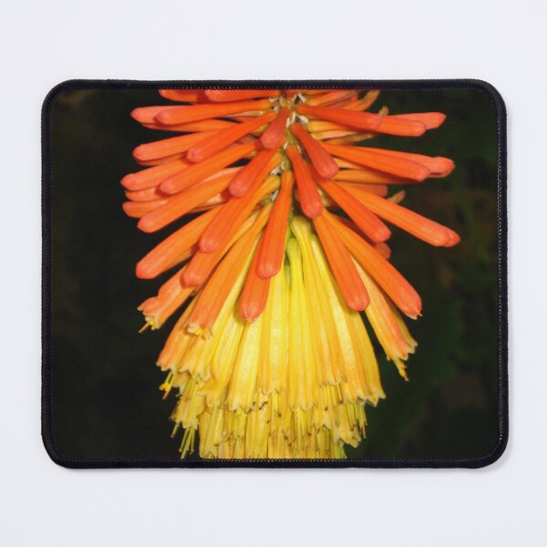 Item preview, Red Hot Poker: a Vibrant Bloom designed and sold by JoyousArt4u.
