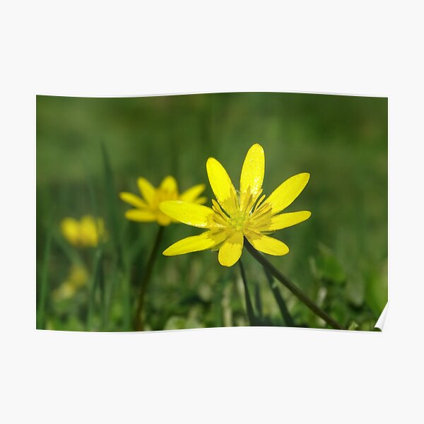 Lesser Celandine on the level Poster