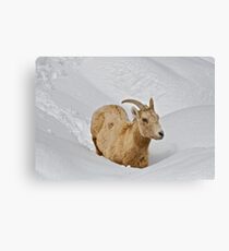 Surprise Spring Snowstorm Canvas Print
