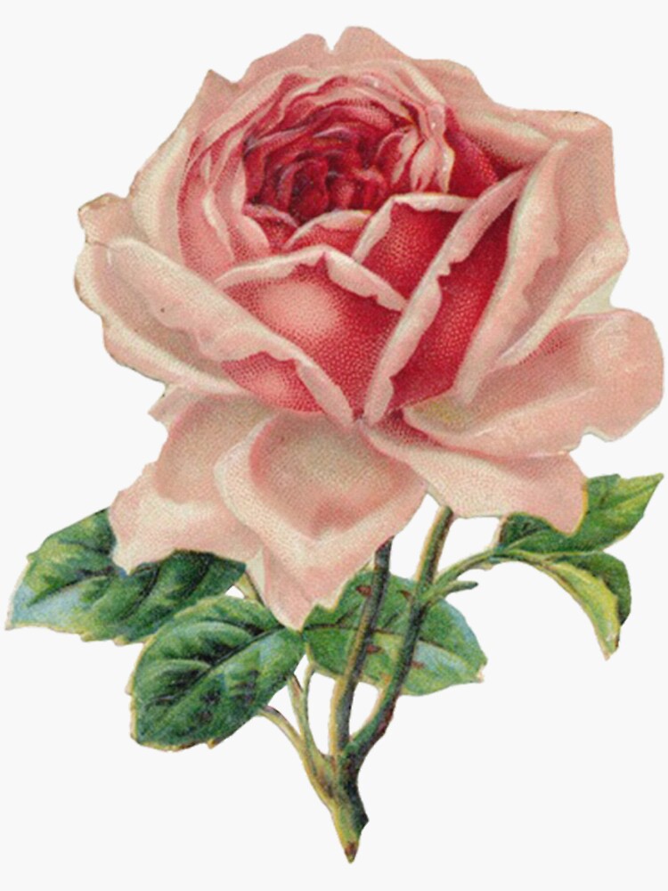 vintage rose