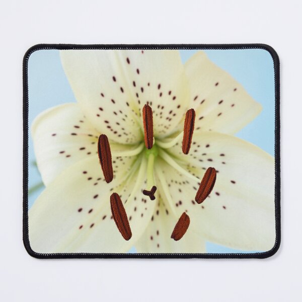 Item preview, Lilium  'White Twinkle designed and sold by Chris Burrows.