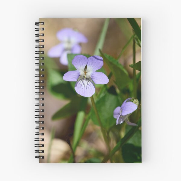 Item preview, Small beauty. Wood violet designed and sold by Jouko Lehto Photography.