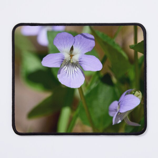 Item preview, Small beauty. Wood violet designed and sold by Jouko Lehto Photography.