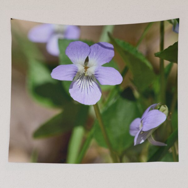 Item preview, Small beauty. Wood violet designed and sold by Jouko Lehto Photography.