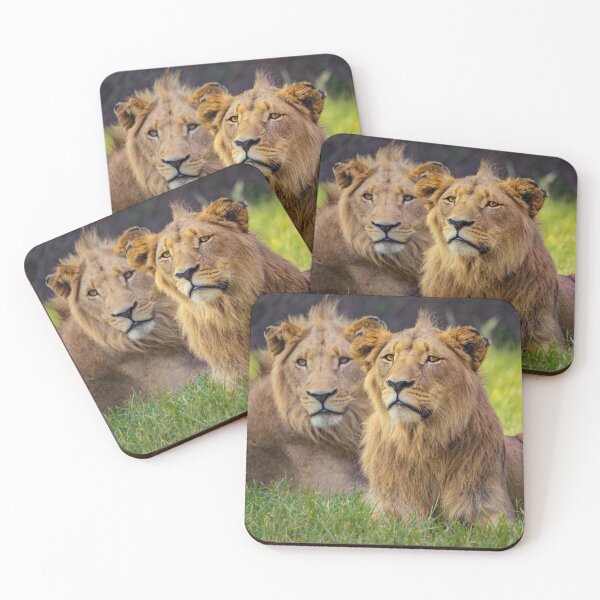 Item preview, Two male lions resting in the grasslands of Africa during daytime designed and sold by SimoesArtistry.