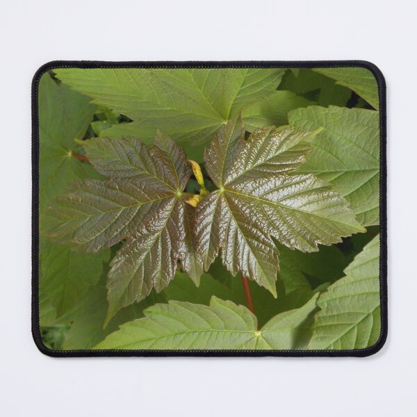 Item preview, New Sycamore Leaves designed and sold by lezvee.