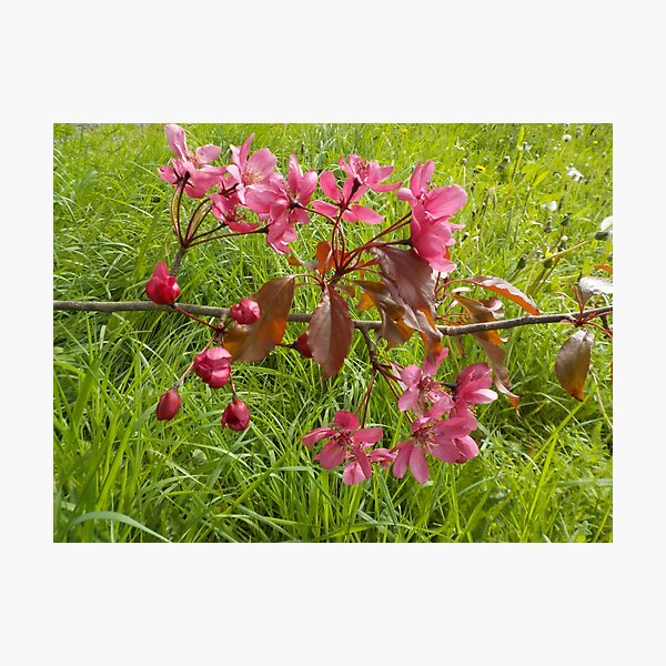 Item preview, Tree Blossom In Spring designed and sold by lezvee.