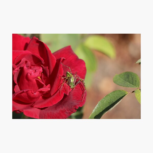 Item preview, Green Lynx Spider on Red Rose designed and sold by Tatsukohere.