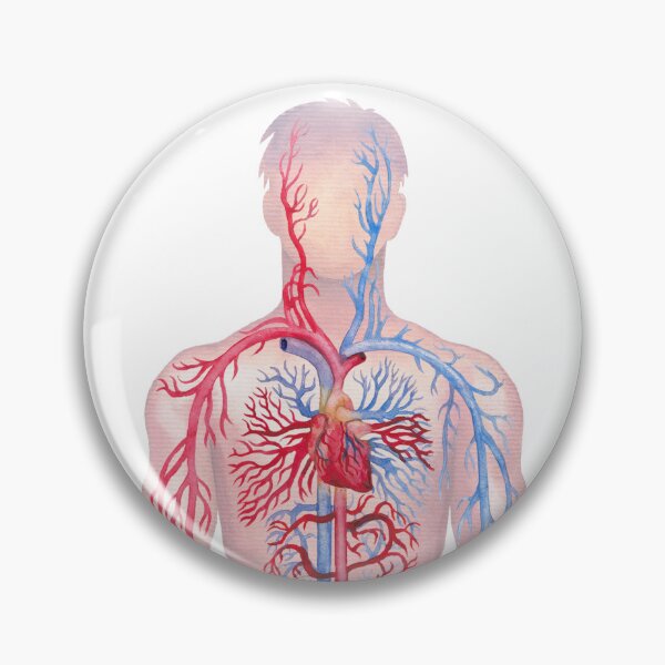 Item preview, Watercolor male cardiovascular  system designed and sold by Ekaterina Glazkova.