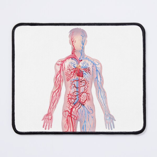 Item preview, Watercolor male cardiovascular  system designed and sold by Ekaterina Glazkova.