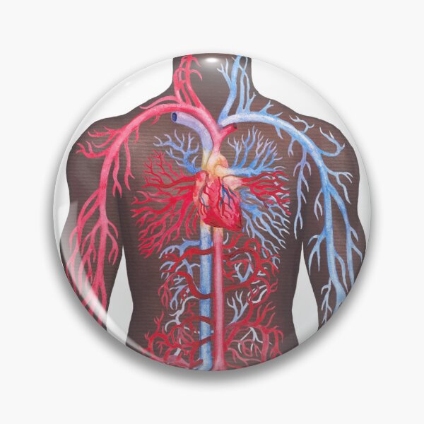 Item preview, Watercolor male and female cardiovascular systems designed and sold by Ekaterina Glazkova.