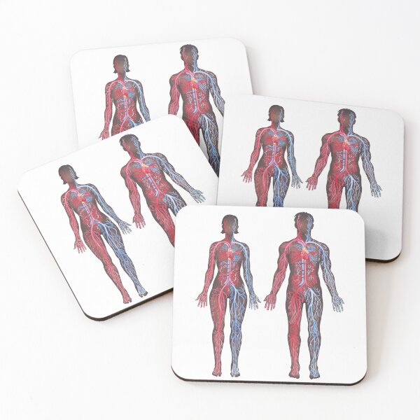 Item preview, Watercolor male and female cardiovascular systems designed and sold by Ekaterina Glazkova.