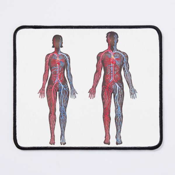 Item preview, Watercolor male and female cardiovascular systems designed and sold by Ekaterina Glazkova.