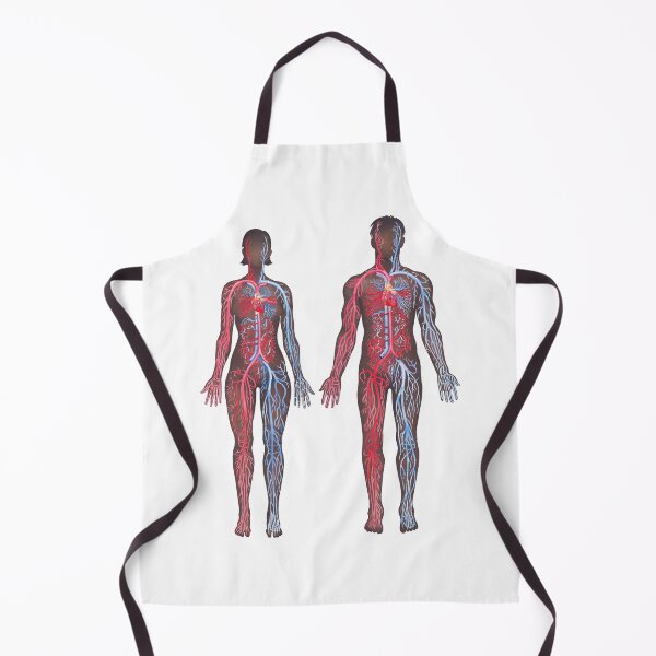 Item preview, Watercolor male and female cardiovascular systems designed and sold by Ekaterina Glazkova.