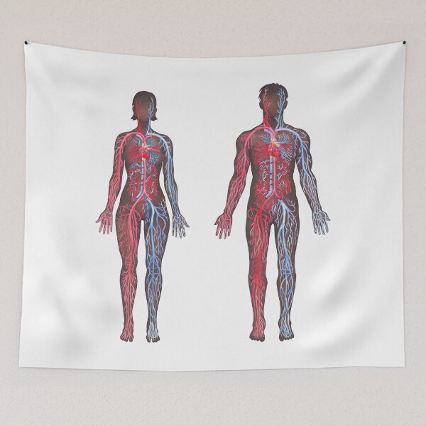 Item preview, Watercolor male and female cardiovascular systems designed and sold by Ekaterina Glazkova.