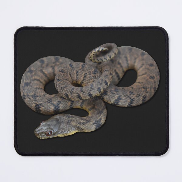 Item preview, Diamondback Water Snake designed and sold by Paul-Prints.