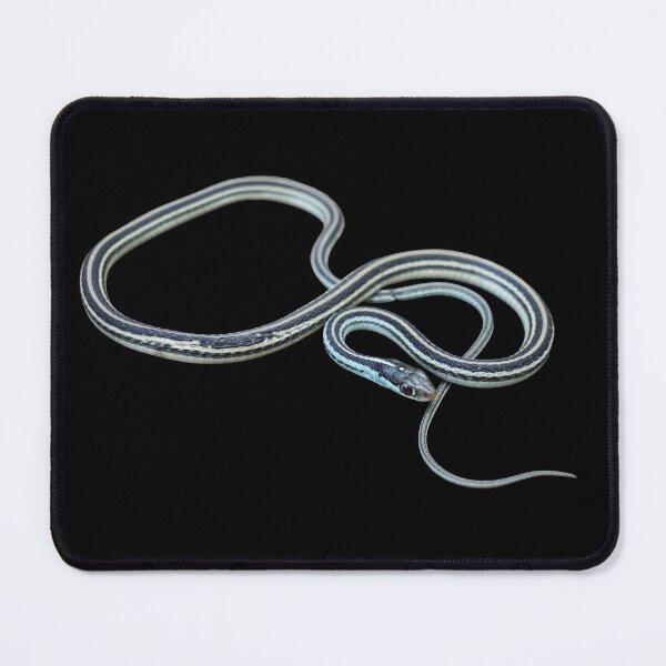 Item preview, Western Ribbon Snake designed and sold by Paul-Prints.